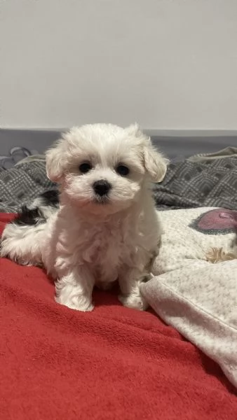 Cucciola maltese