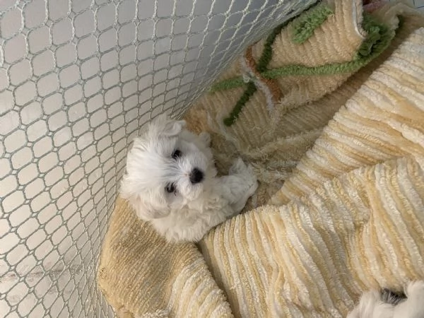 Cucciola maltese | Foto 1