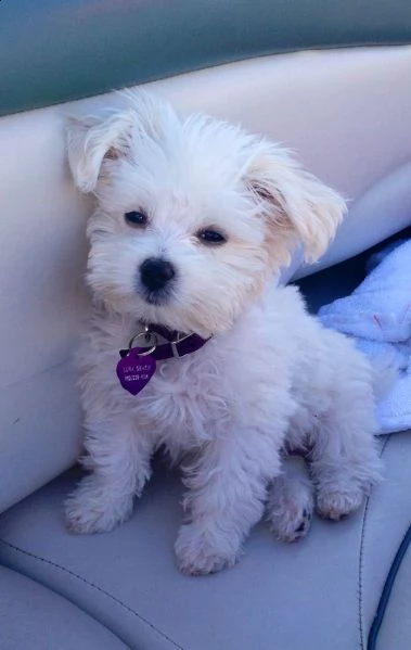 cucciolo maltese toy 