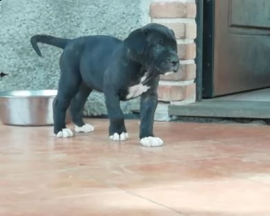  cucciolo di cane corso 