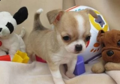 chihuahua cuccioli disponibile per ladozione