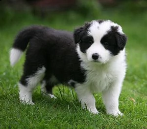 cuccioli di border collie con pedigree cuccioli di border collie per ladozione vi prego di contatta | Foto 0