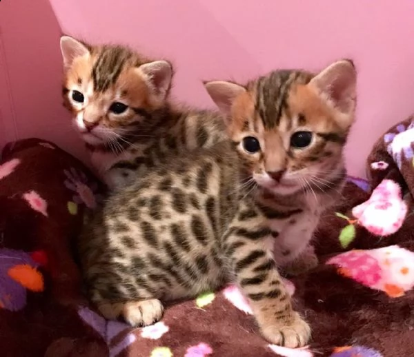 Regalo Cucciolo Bengala Da Privato A Forli Cesena Bellissimi Gattini Del Bengala