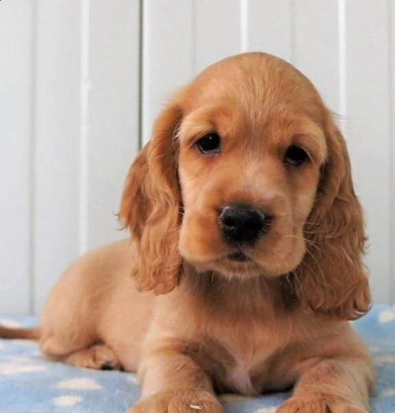 cucciolo di cocker spaniel inglese