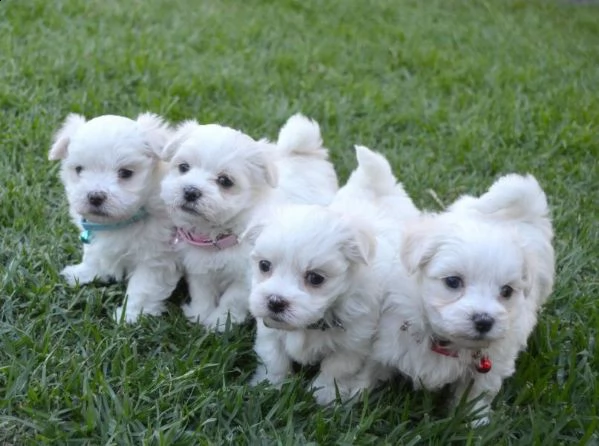 cucciolo maltese disponibile per il regalo