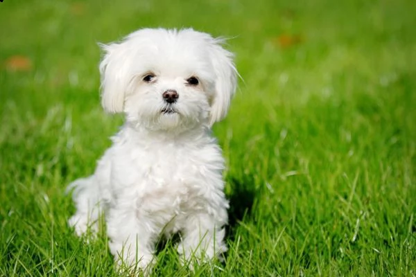 cucciolo maltese disponibile per il regalo | Foto 0