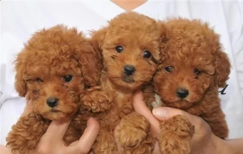 vendita cucciolo cuccioli di barboncino toy vari colori nati in casa