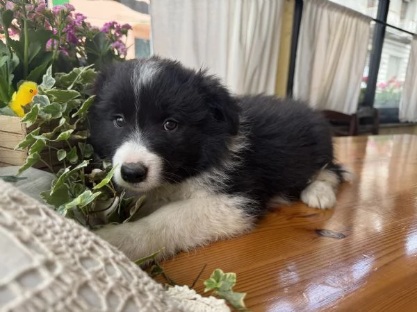 Cucciola Border collie con pedigree