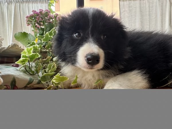 Cucciola Border collie con pedigree | Foto 0
