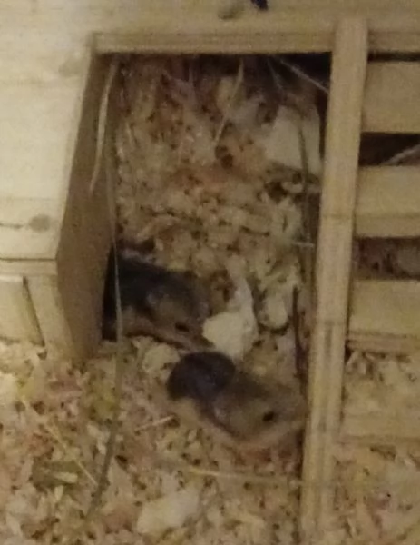 Cuccioli di criceto | Foto 2