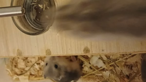 Cuccioli di criceto Winter White | Foto 1