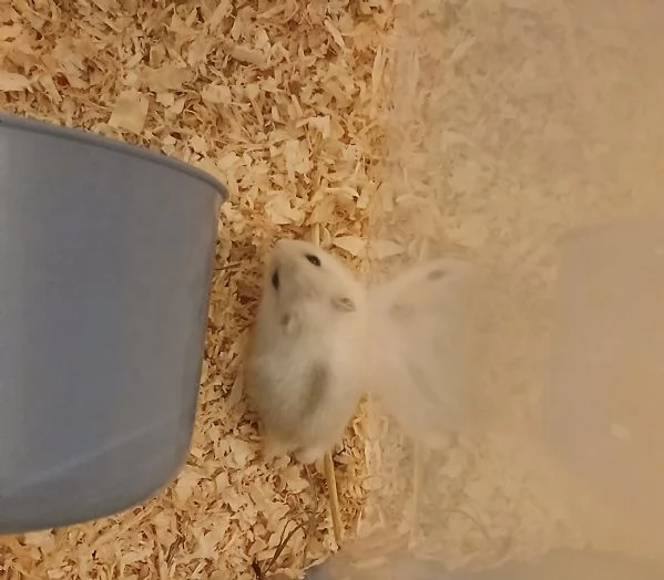 Cuccioli di criceto | Foto 1