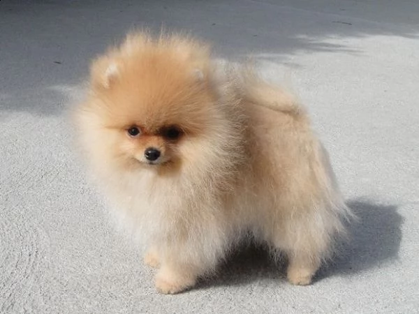 cucciolo volpino pomerania da privato | Foto 0