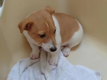 vendita jack russell terrier alta genealogia