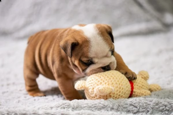 regalo cuccioli di bulldog inglese  bulldog inglese cuccioli disponibili 1 maschio e 1 femmina all