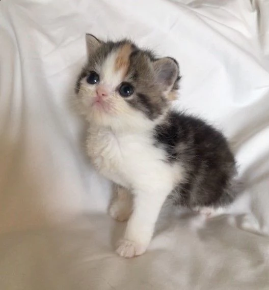 regalo  gattini esotici disponibili   ciao gatti amanti ora abbiamo i seguenti gatti esotici dispon
