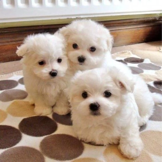 4 cuccioli di maltese toy