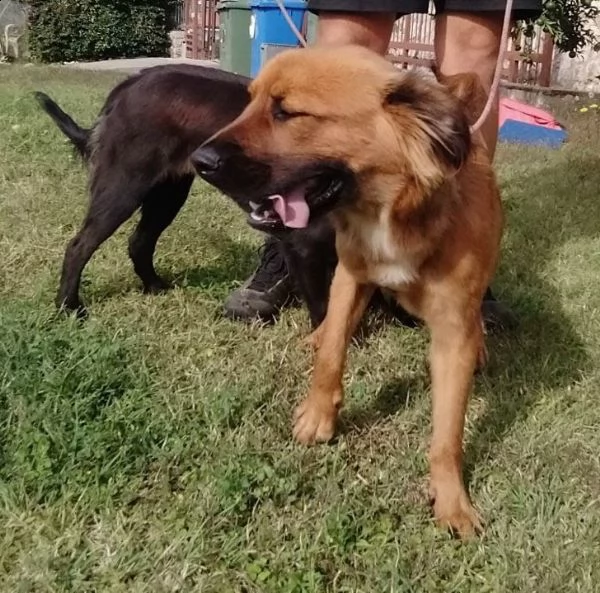la bella astra e il suo fratellino | Foto 1