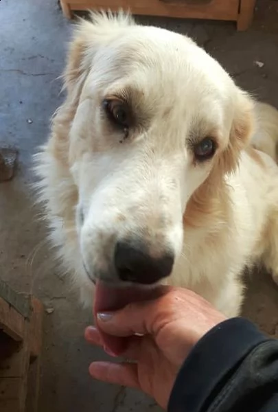 maradona cerca coccole | Foto 4