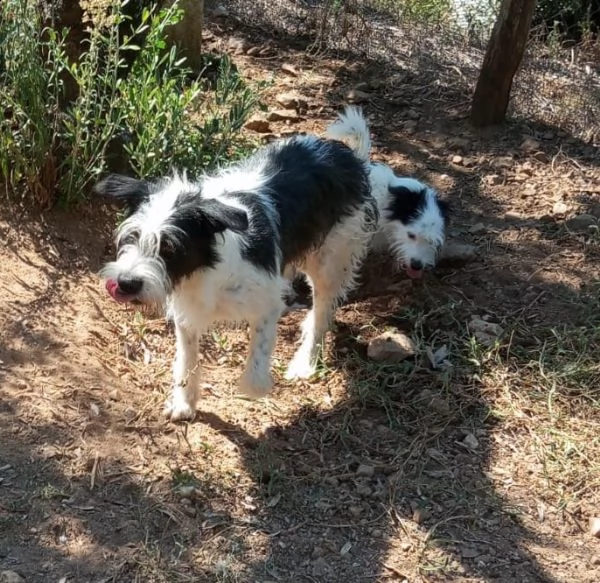 il piccolo e tenero spillo | Foto 0