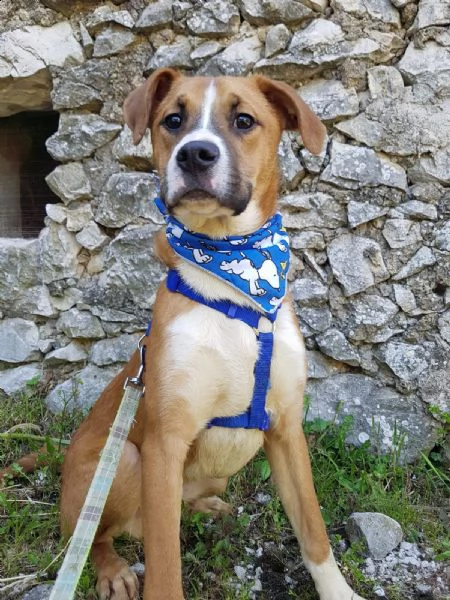 adotta il dolce scooby mix boxerino