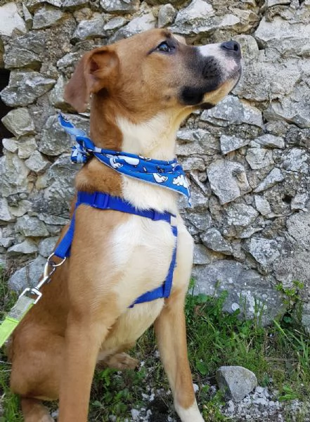 adotta il dolce scooby mix boxerino | Foto 0