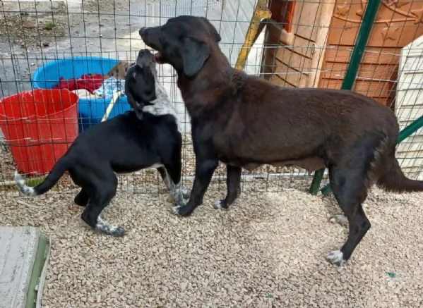 gli occhietti dolci di bachata | Foto 3