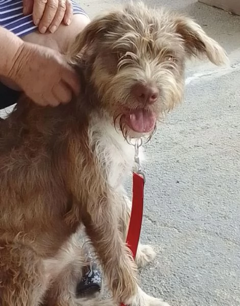 ADOTTA LA SPLENDIDA KELLY | Foto 4