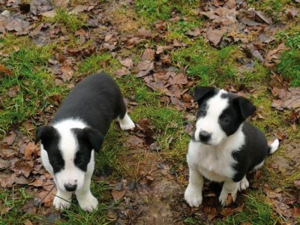 Regalo Border Collie da Privato a Genova border collie cuccioli blu merle e bianco neri