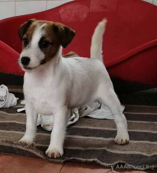 jack russell russel broken