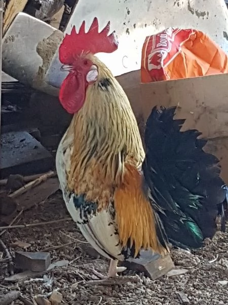 galline francesine taglia piccola  | Foto 4