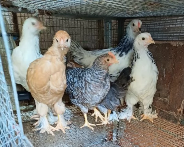Galline Brahma