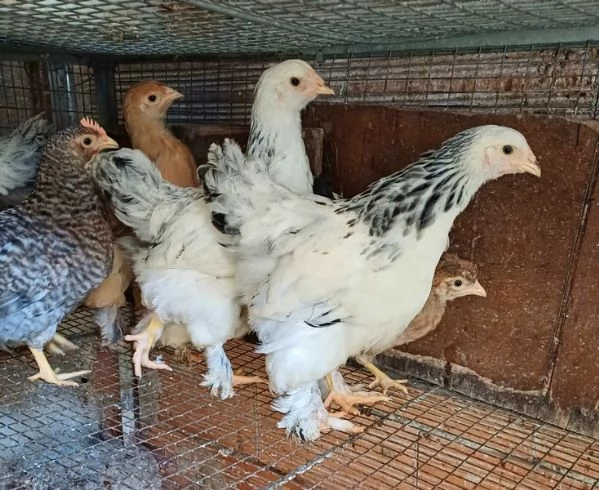 Galline Brahma | Foto 2