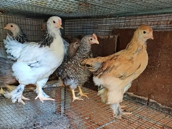 Galline Brahma | Foto 0
