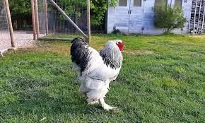Brahma Pulcinotti | Foto 2