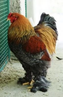 Brahma Pulcinotti | Foto 1