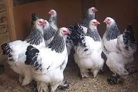 Brahma Pulcinotti | Foto 0