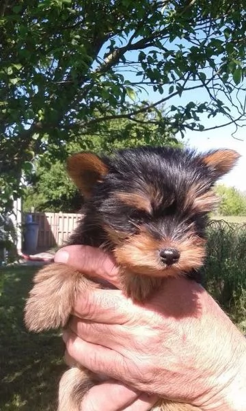 yorkshire  yorkshire marrone tigrato cuccioli | Foto 1