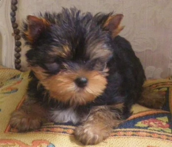 yorkshire  yorkshire marrone tigrato cuccioli | Foto 0
