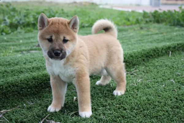 regalo shiba inu cuccioli disponible per ladozione
