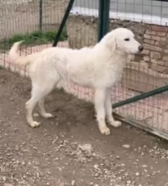cucciolone mix maremmano | Foto 1