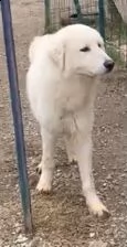 cucciolone mix maremmano | Foto 0