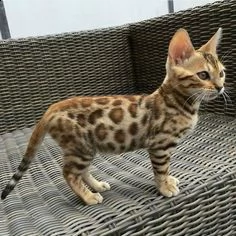 gattini del bengala