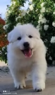 Ultimo cucciolo di pastore svizzero bianco  | Foto 1