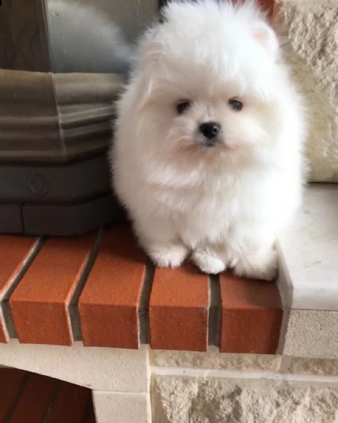 regalo  volpino pomerania mini toy  | Foto 0