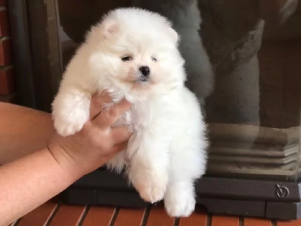 regalo  volpino pomerania mini toy 