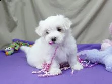  regalo cuccioli di maltese per ladozione