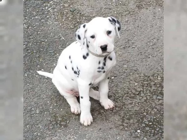 regalo jack russell cuccioli