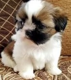  regalo bellissimi cuccioli allevati shihtzu colore bianco e nero
