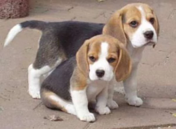 regalo cuccioli di beagle maschi che femmine nb